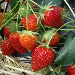 Strawberry plant 'Charlotte'